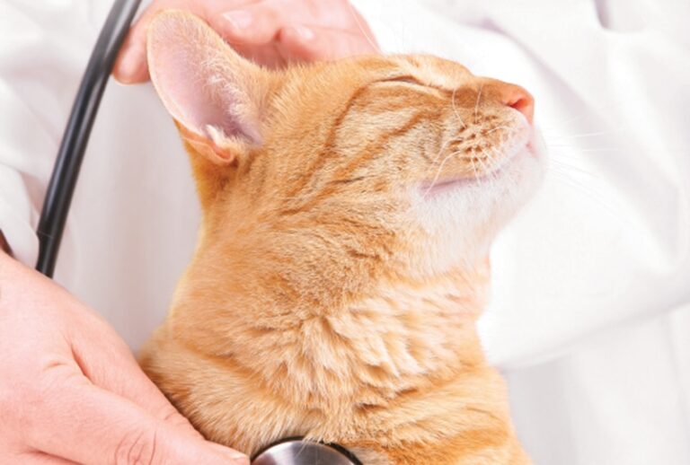 Cardiac Blood Tests in Cats: Another Tool for Detection of Heart Disease