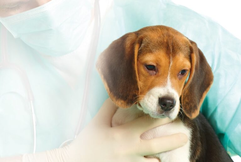 Pain Assessment in Dogs and Cats