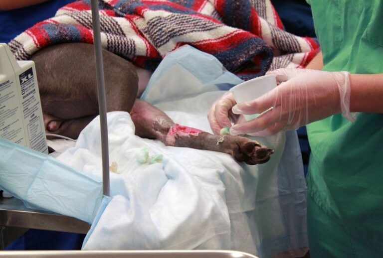Principles of Wound Care & Bandaging Techniques