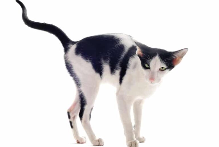 Diagnosis and Management of Feline Urine Marking