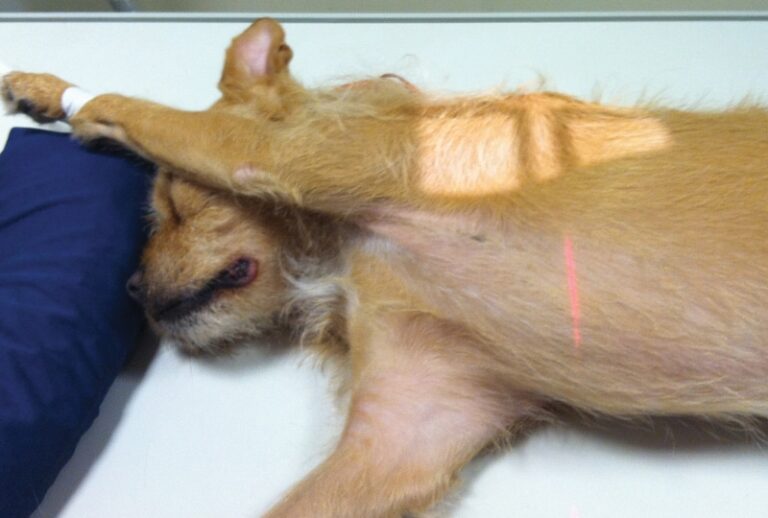 Small Animal Radiography of the Scapula, Shoulder, & Humerus