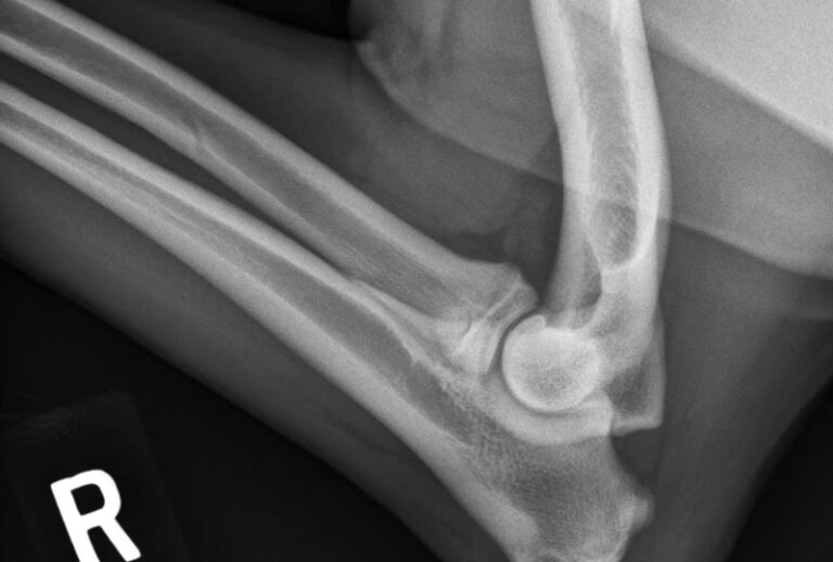 Small Animal Elbow and Antebrachium Radiography