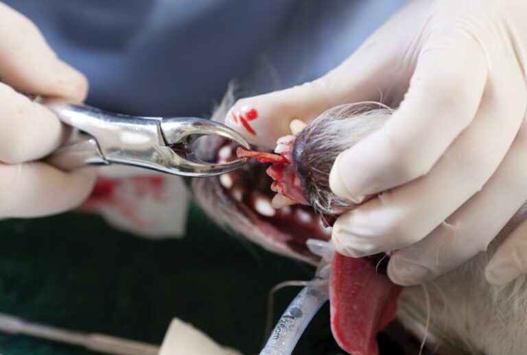 Dental Extractions: Five Steps to Improve Client Education, Surgical Procedures, & Patient Care