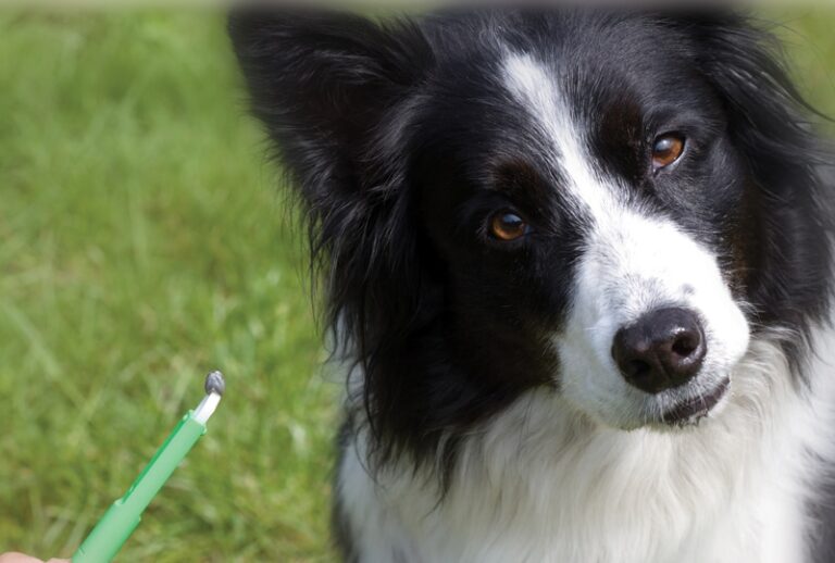 Defeating Ticks: Practical Tips for Preventing Tick-Borne Disease in Pets