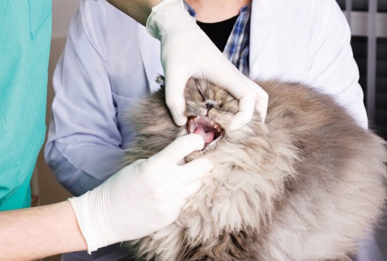 Feline Tooth Resorption