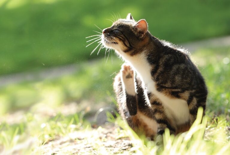 Conquering Fleas: Preventing Infestations & Limiting Disease Transmission