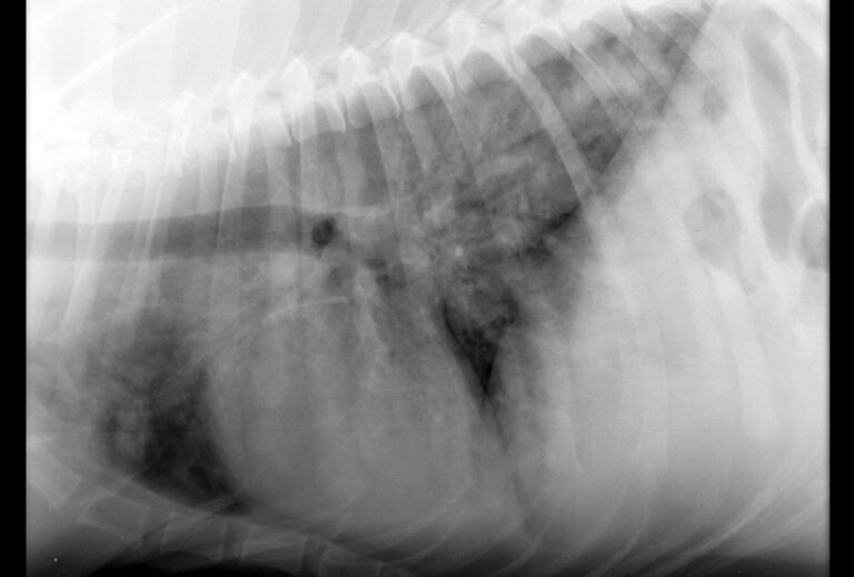 The Case of the Coughing Dog