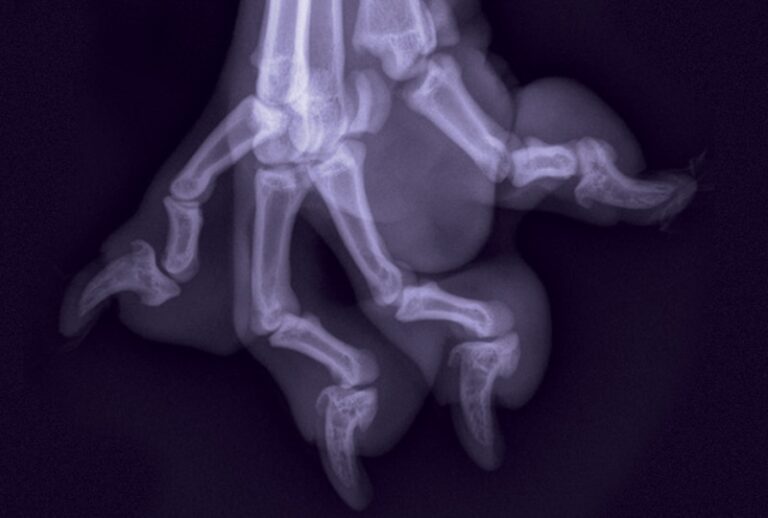 Small Animal Carpus & Manus Radiography