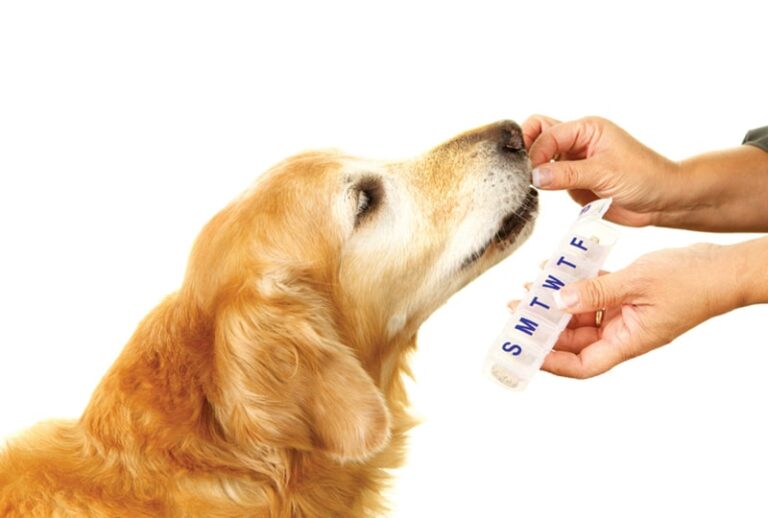 Treating Heartworm Disease: Ancillary Corticosteroid Therapy