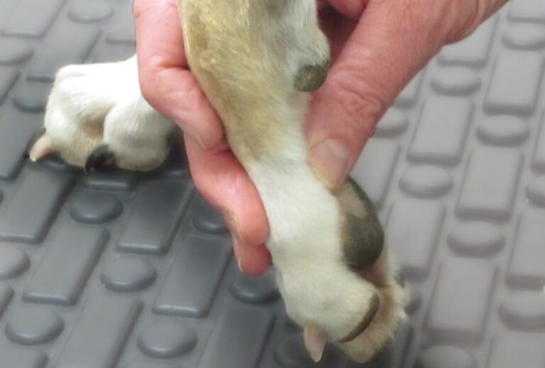 How to Perform a Neurologic Examination in Companion Animals