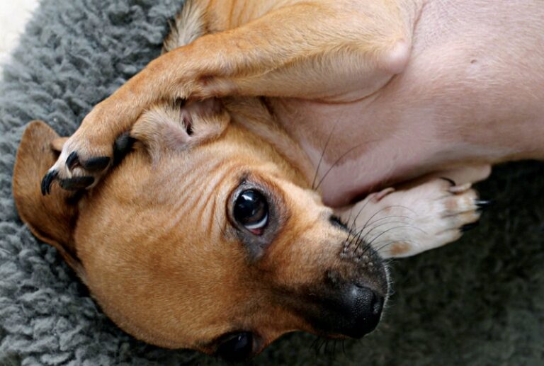 Dog as a Second Language: A Primer for Humans
