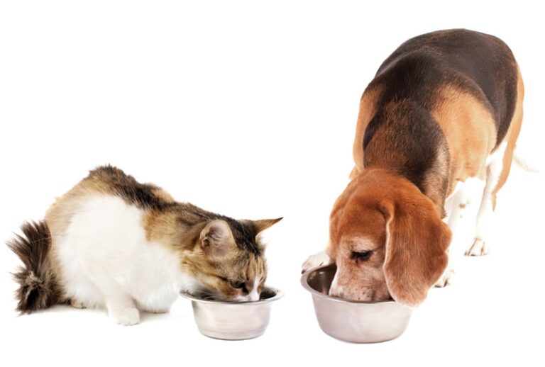 Beyond the Guaranteed Analysis: Comparing Pet Foods