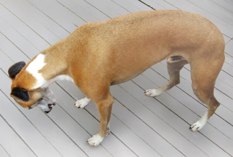 The Neurologic Examination In Companion Animals, Part 2: Interpreting Abnormal Findings