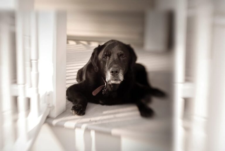 Canine Chronic Kidney Disease Current Diagnostics & Goals for Long-Term Management