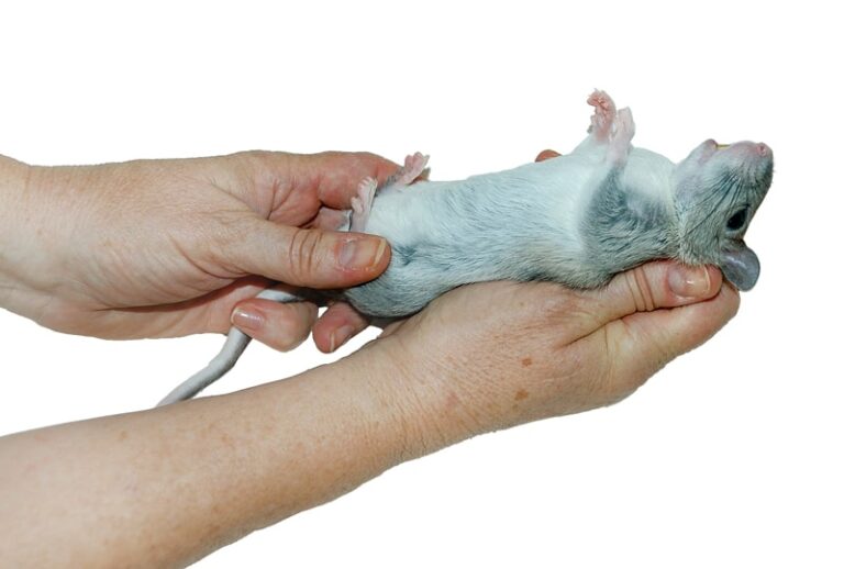 Safe and Humane Handling of Small Mammal Patients