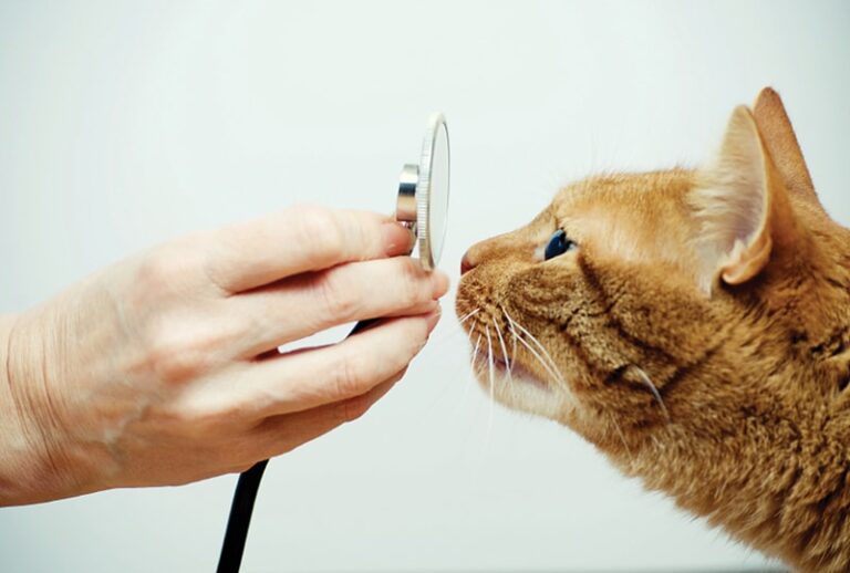 Diagnosis Of Feline Lower Airway Disease