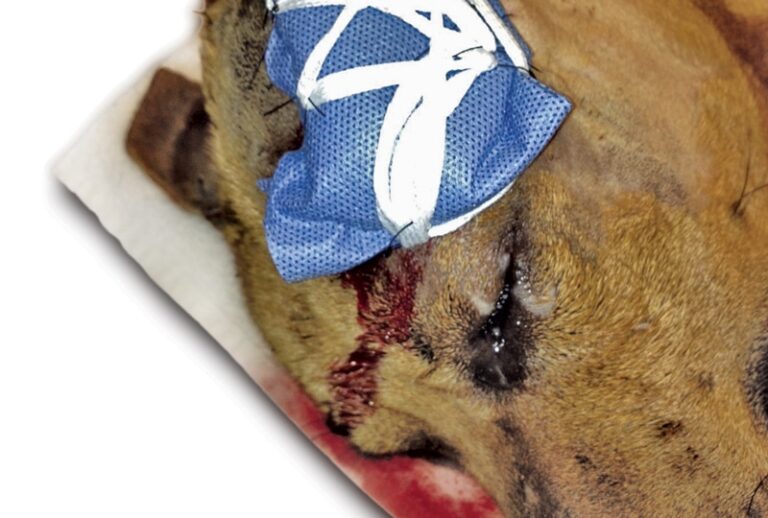 Helpful Tips For Managing Wounds In Veterinary Patients