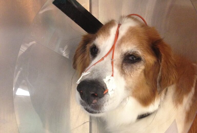 Diagnostic and Therapeutic Approach: Dogs Infected with Bordetella bronchiseptica and Canine Influenza Virus (H3N8)