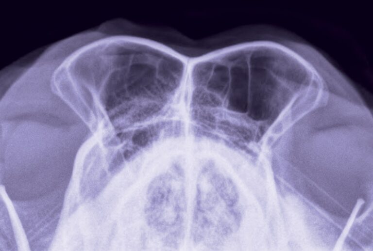 Small Animal Skull & Nasofacial Radiography, Including the Nasal Cavity & Frontal Sinuses