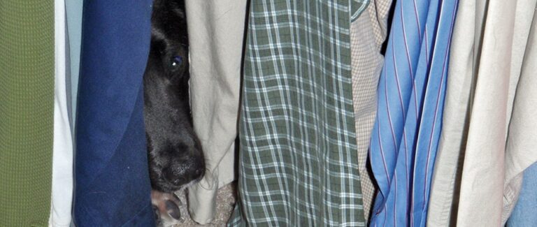 Noise and Storm Phobias and Anxiety in Dogs