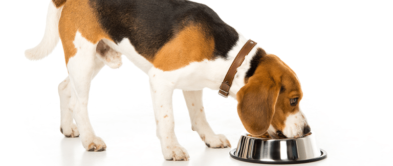Canine Performance and Rehabilitative Nutrition, Part 2