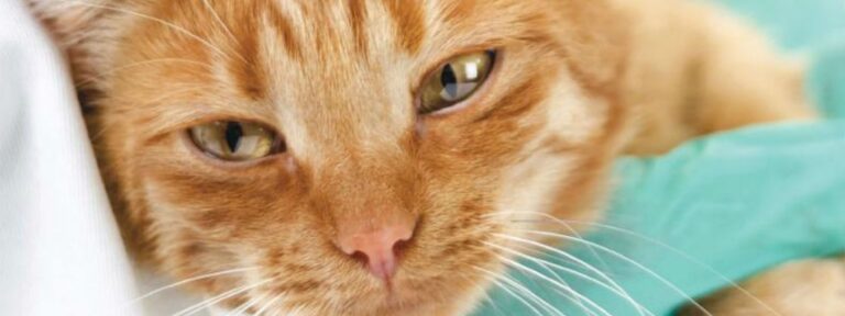 Feline Acute Pancreatitis: Current Concepts in Diagnosis and Therapy