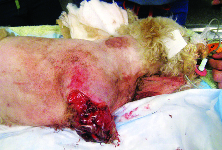 Systemic Inflammatory Response Syndrome and Sepsis, Part 1: Recognition and Diagnosis