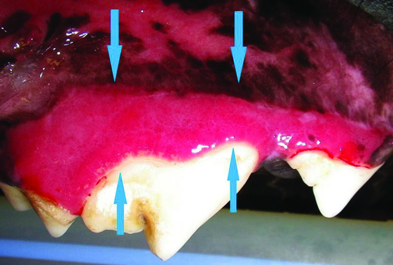 Proper Diagnosis of Periodontal Disease