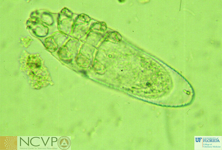 Feline Arthropods