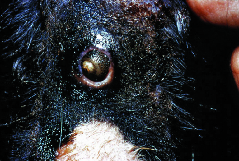 Canine Arthropods: Class Insecta