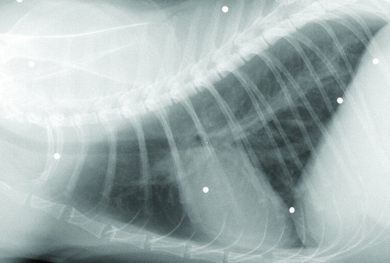 The Facts About Feline Heartworm Disease