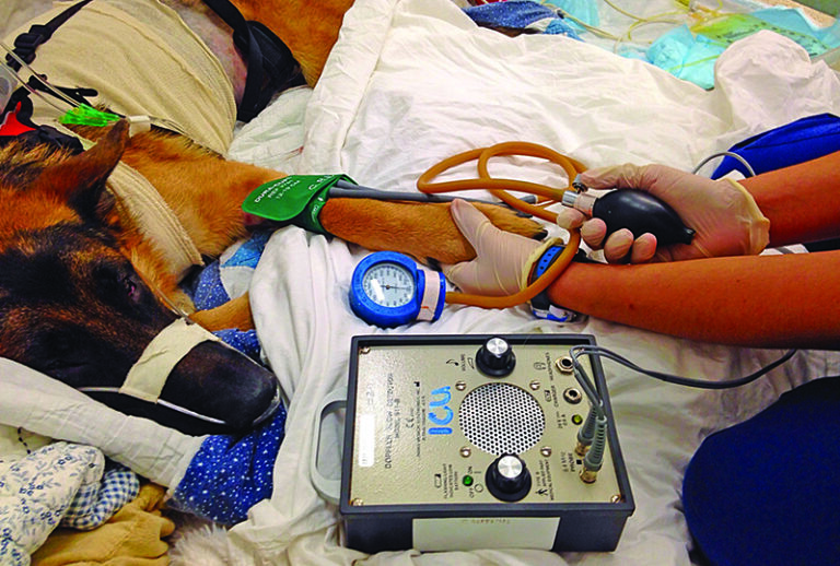 Blood Pressure Monitoring from a Veterinary Nursing Perspective, Part 1: Overview