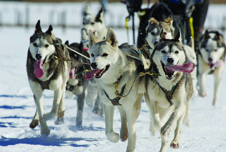 Canine Performance Nutrition
