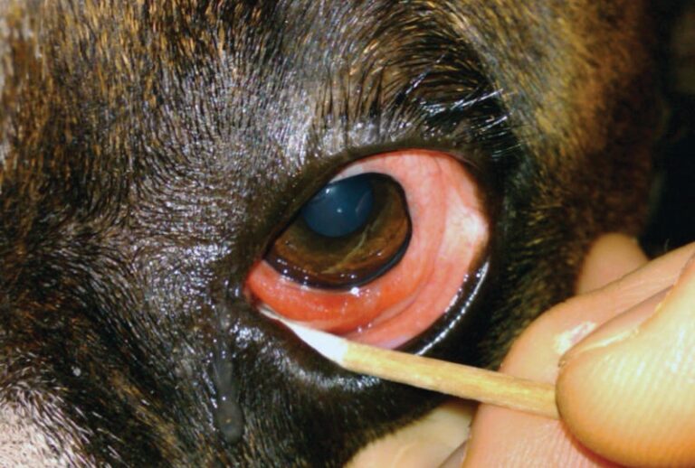 Collection of Commentaries on Recent Veterinary & Medical Literature