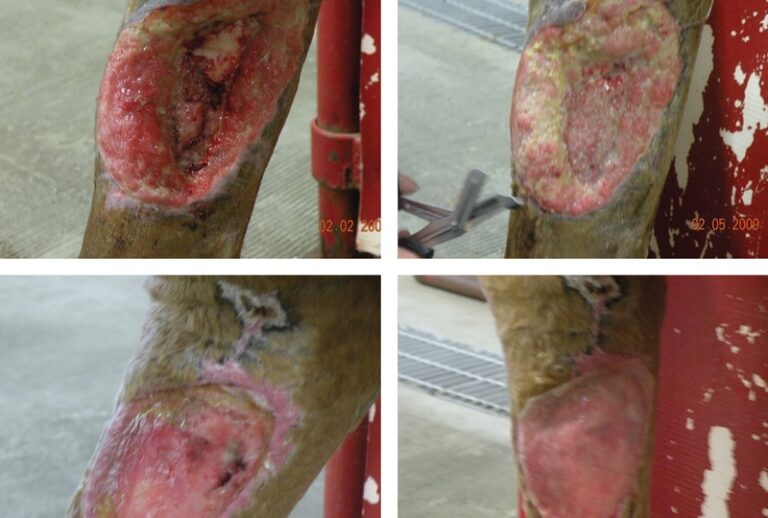Advances in Stem Cell Therapy: Application to Veterinary Medicine