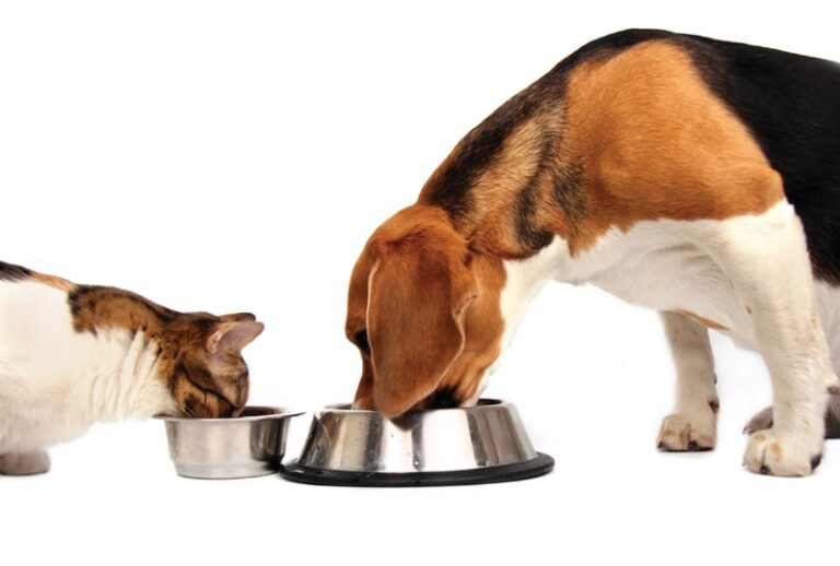 Food Allergy: Diagnostics & Therapeutic Food Options