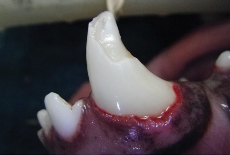 Diagnosis and Treatment of Crown Fractures