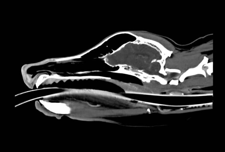 Breed-Specific Respiratory Disease In Dogs: From Bulldogs To Terriers