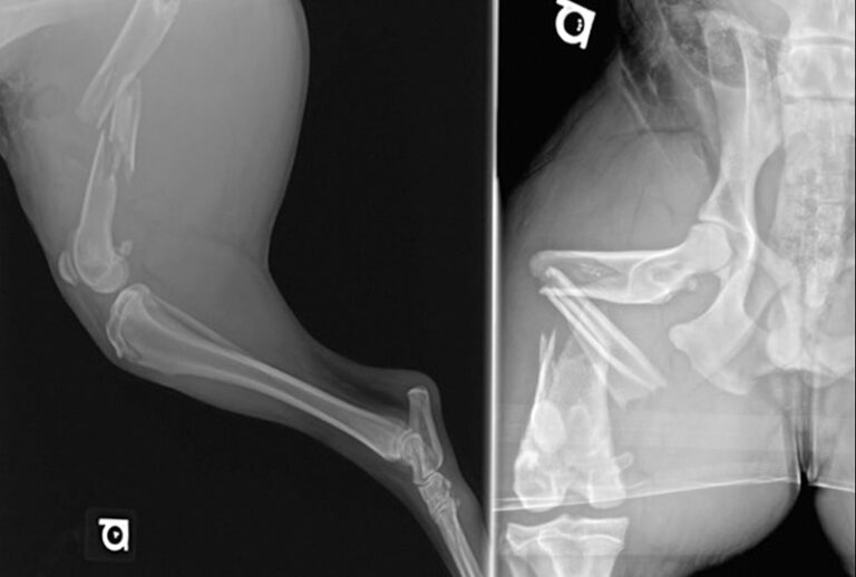 A Practitionerās Guide to Fracture Management, Part 1: Diagnosing Fractures and Choosing a Fixation Technique