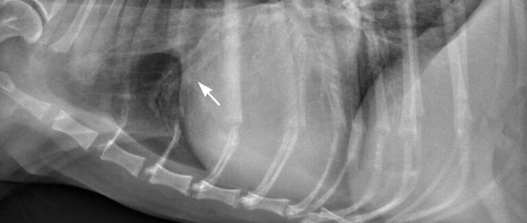Heart Failure in Dogs: 6 Practical Tips From Veterinary Cardiologists