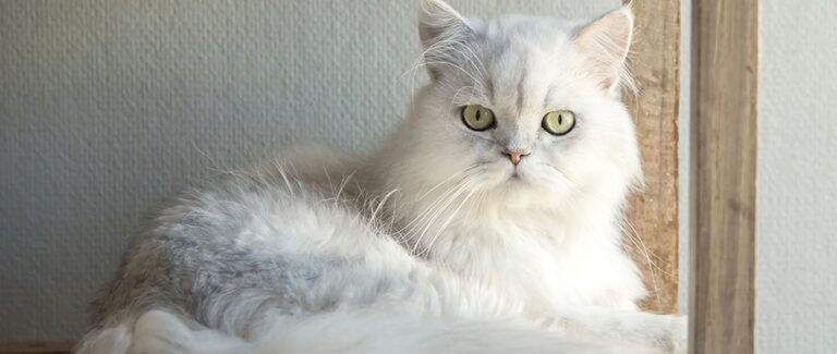 Feline Struvite and Calcium Oxalate Urolithiasis