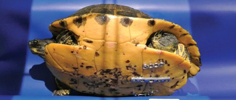 Reptile Radiography
