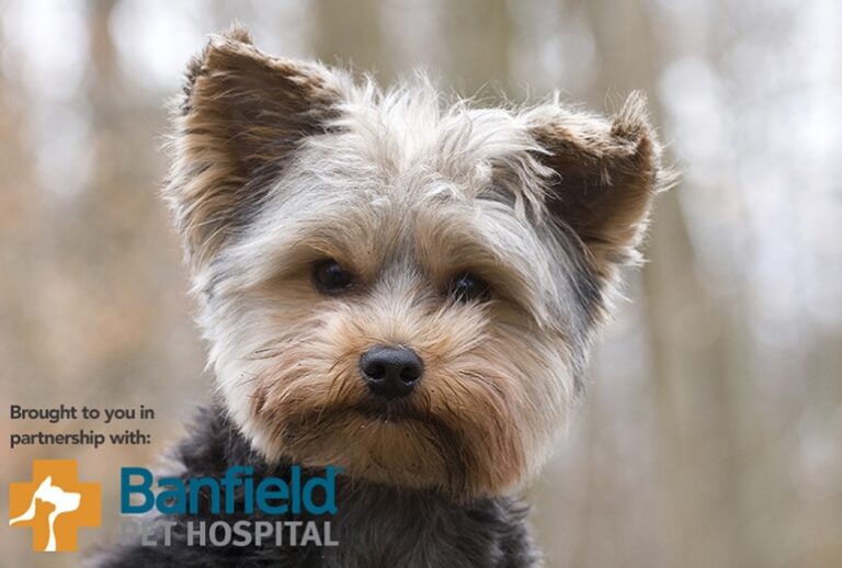 Focus on Canine & Feline Helminths