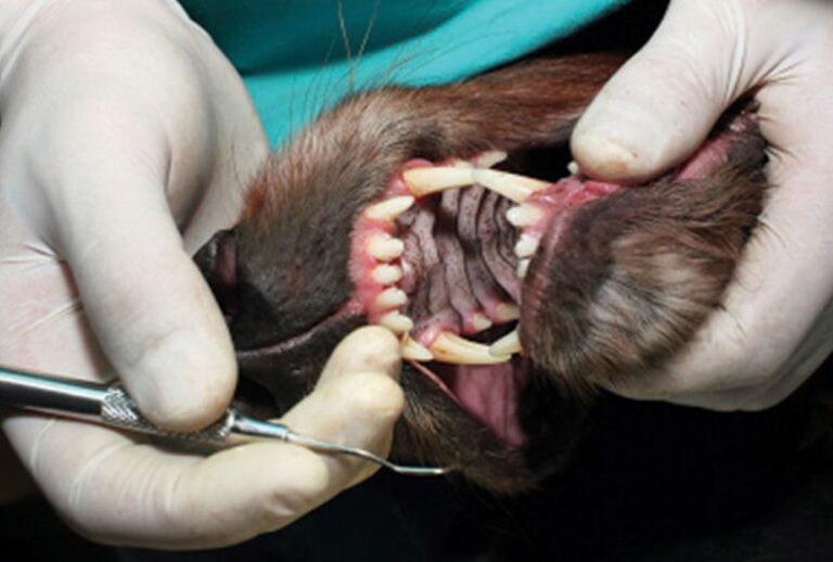 Dental Radiology Series: Techniques for Intraoral Radiology