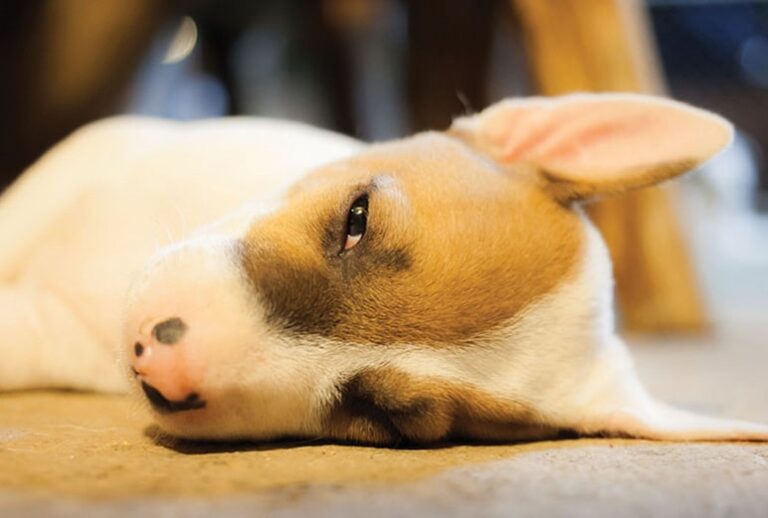 Canine Pediatrics: The Vomiting Puppy