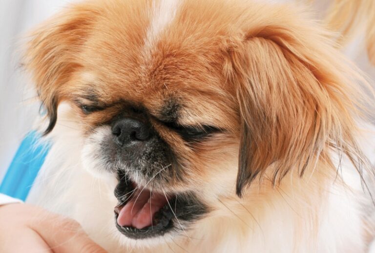 Canine Chronic Bronchitis: A Review and Update