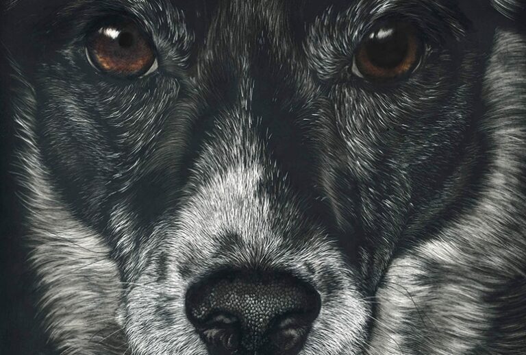 The Practitioner’s Guide to Neurologic Causes of Canine Anisocoria