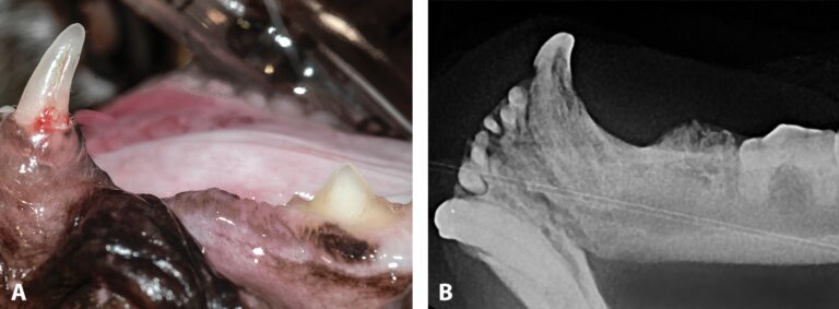 Tooth Root Abscess Cat Rupture External Tooth Resorption in Cats | Today's Veterinary Practice