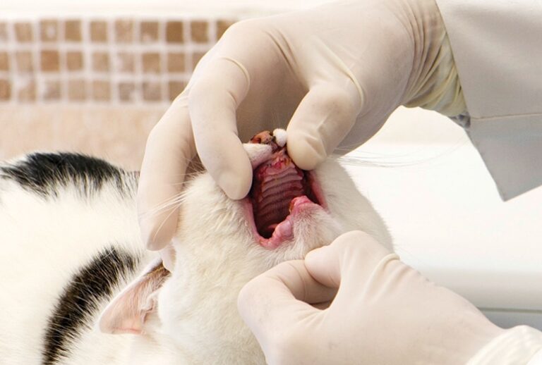 External Tooth Resorption in Cats