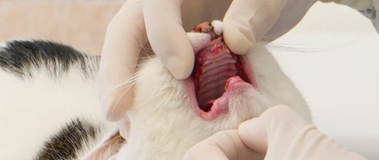 Finding Fulfillment in Feline Practice: An Interview With Elizabeth Colleran